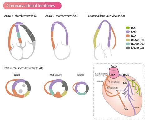 lv wall segments|17 segments of left ventricle.